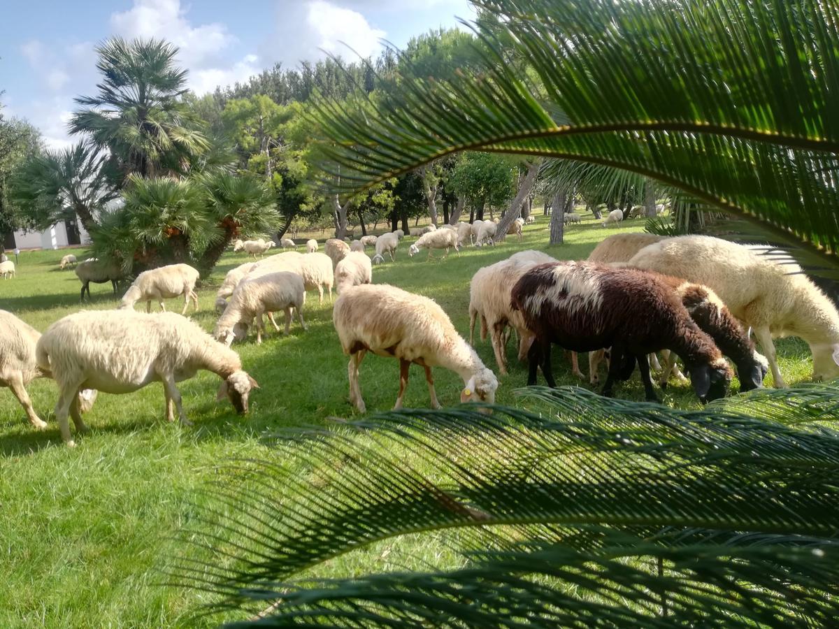 Agriturismo Torrevecchia ซานปันกราซิโอ ซาเลนติโน ภายนอก รูปภาพ