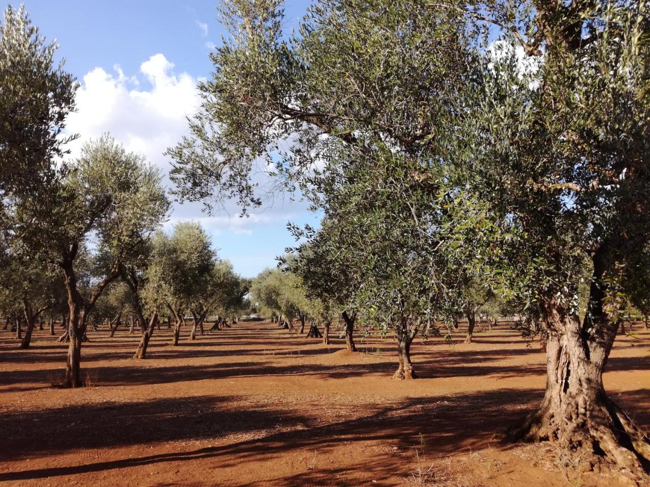 Agriturismo Torrevecchia ซานปันกราซิโอ ซาเลนติโน ภายนอก รูปภาพ