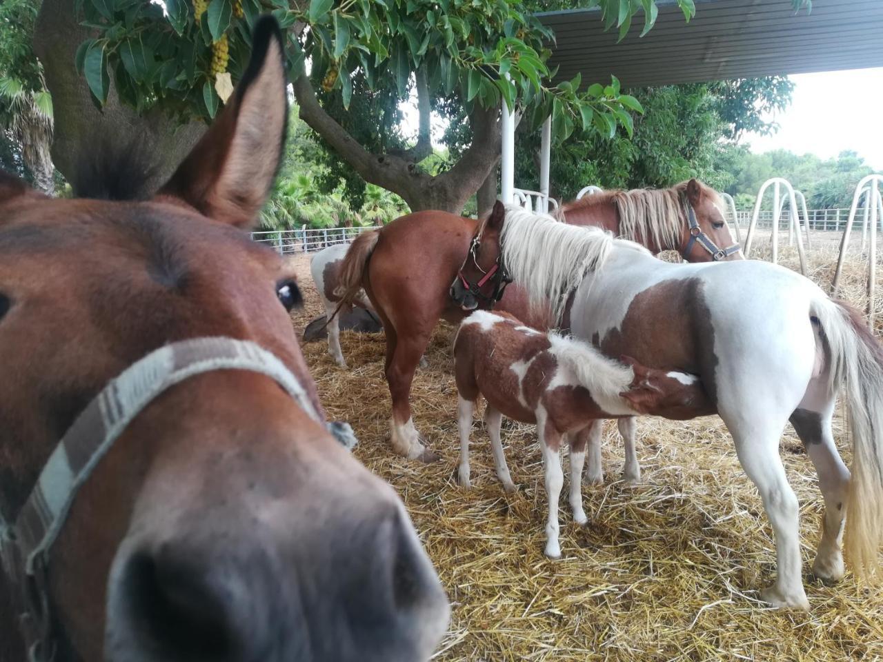 Agriturismo Torrevecchia ซานปันกราซิโอ ซาเลนติโน ภายนอก รูปภาพ