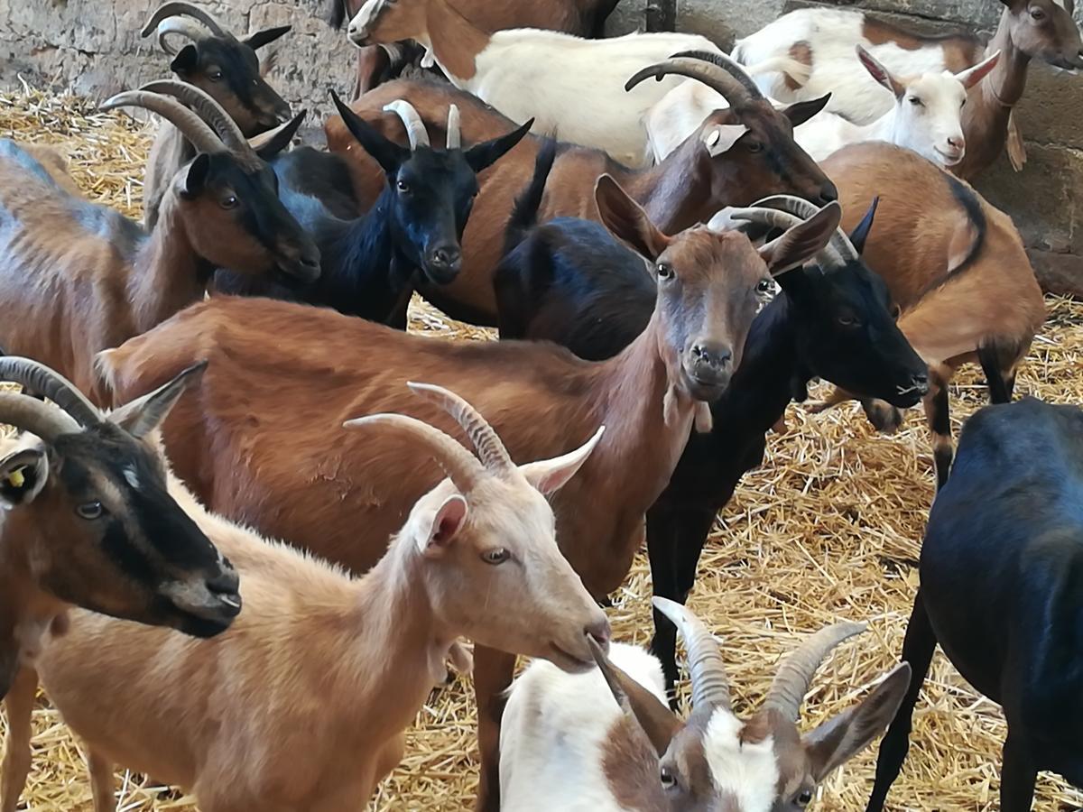 Agriturismo Torrevecchia ซานปันกราซิโอ ซาเลนติโน ภายนอก รูปภาพ